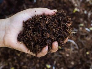 Organic Fertilizer – Mother Nature’s Best